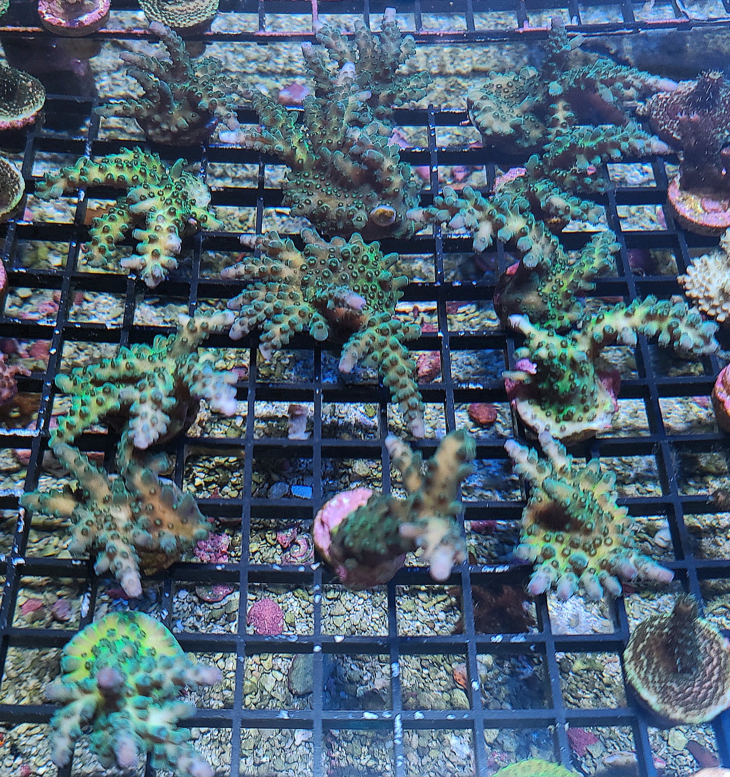 Asst. Small SPS Frags $10 (SKU 1010)