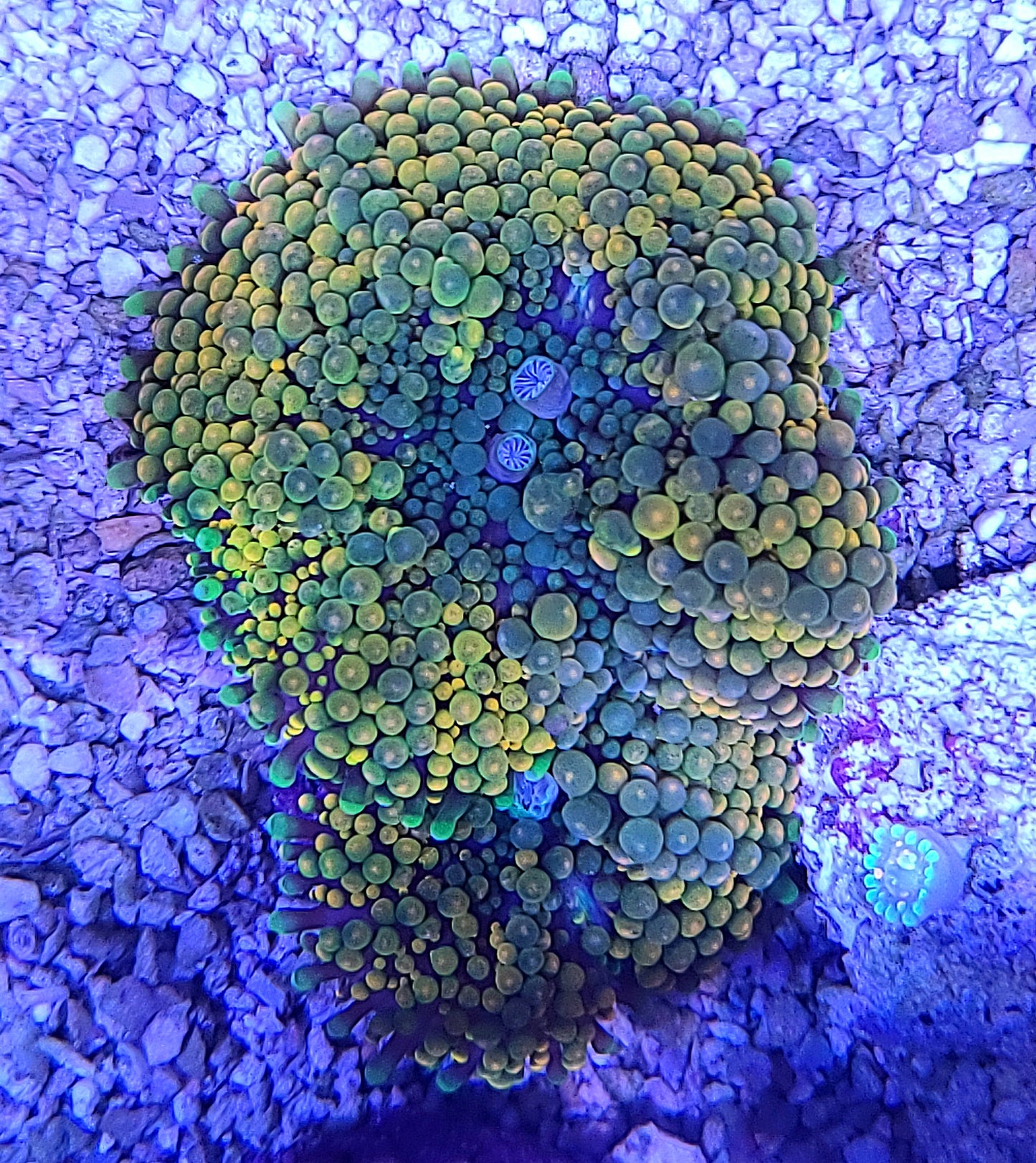 Assorted Ricordia Floridea Per polyp