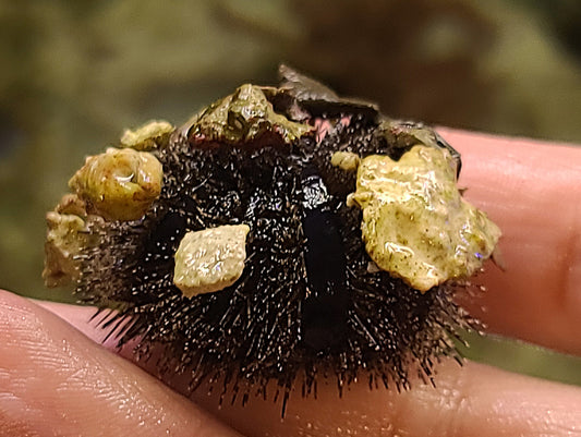 Royal Urchin Mespilia globulus
