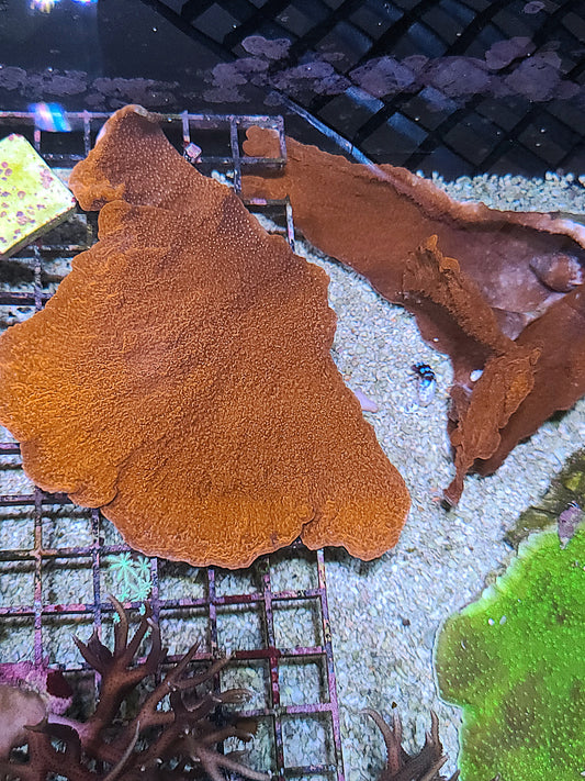 Large Montipora Chunks (SKU 202020)