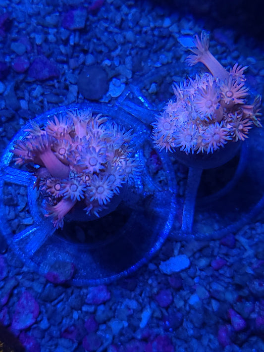 Indo Cultured Unique Rainbow Goniopora Frags