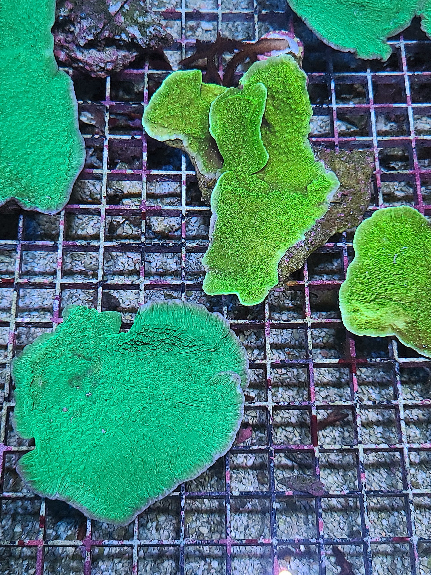 Large Montipora Chunks (SKU 202020)