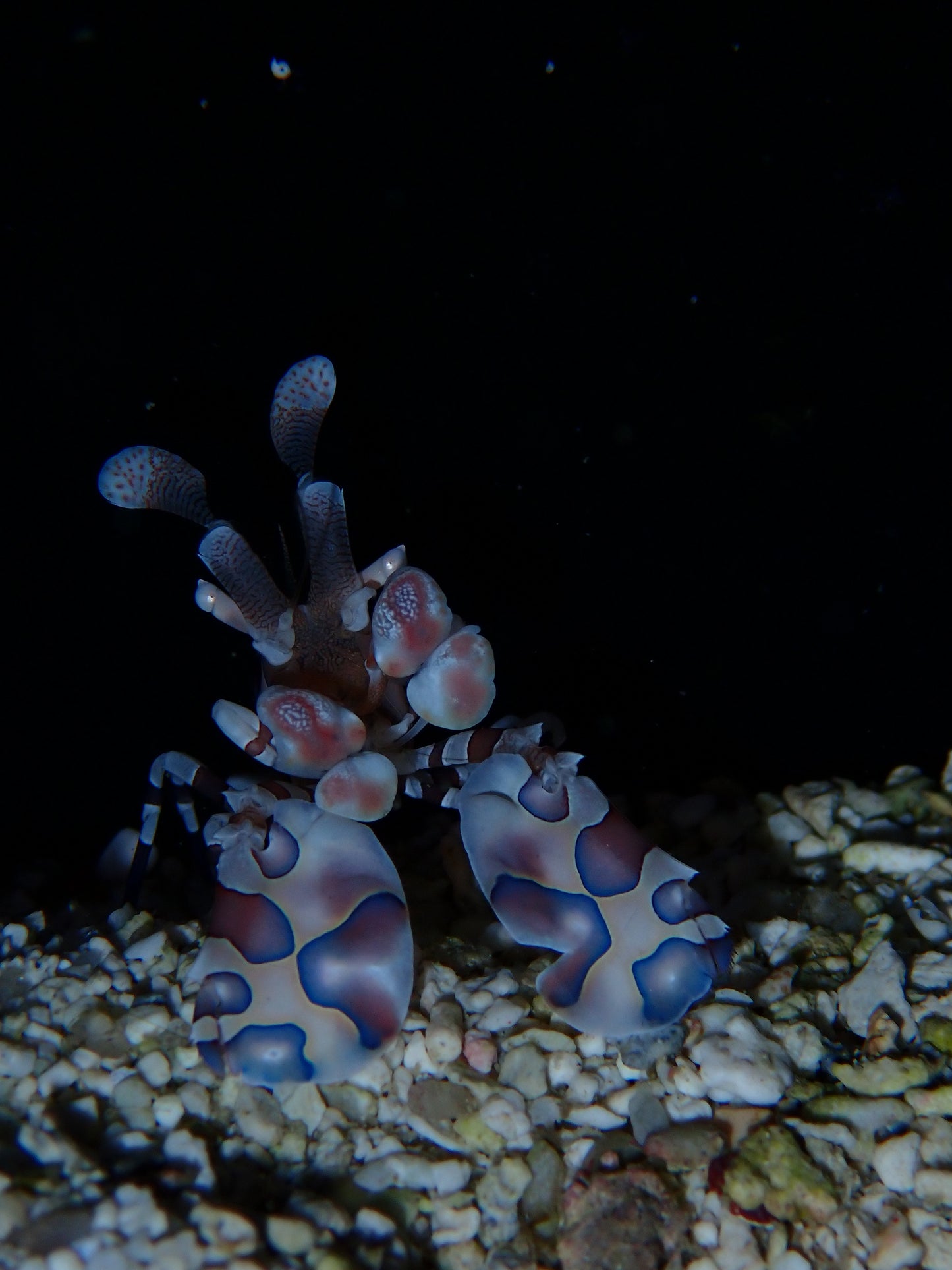 Harlequin Shrimp - Hymenocera picta