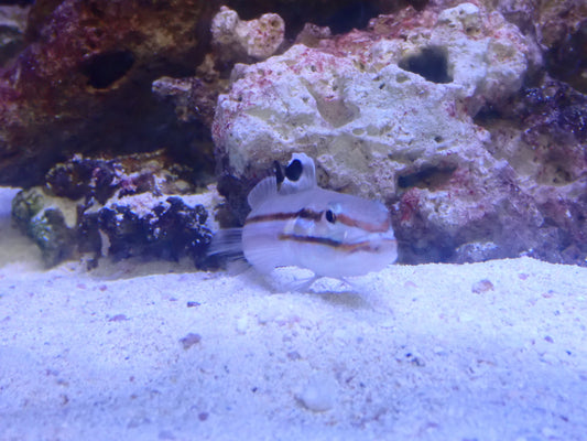 Goby Two Stripe