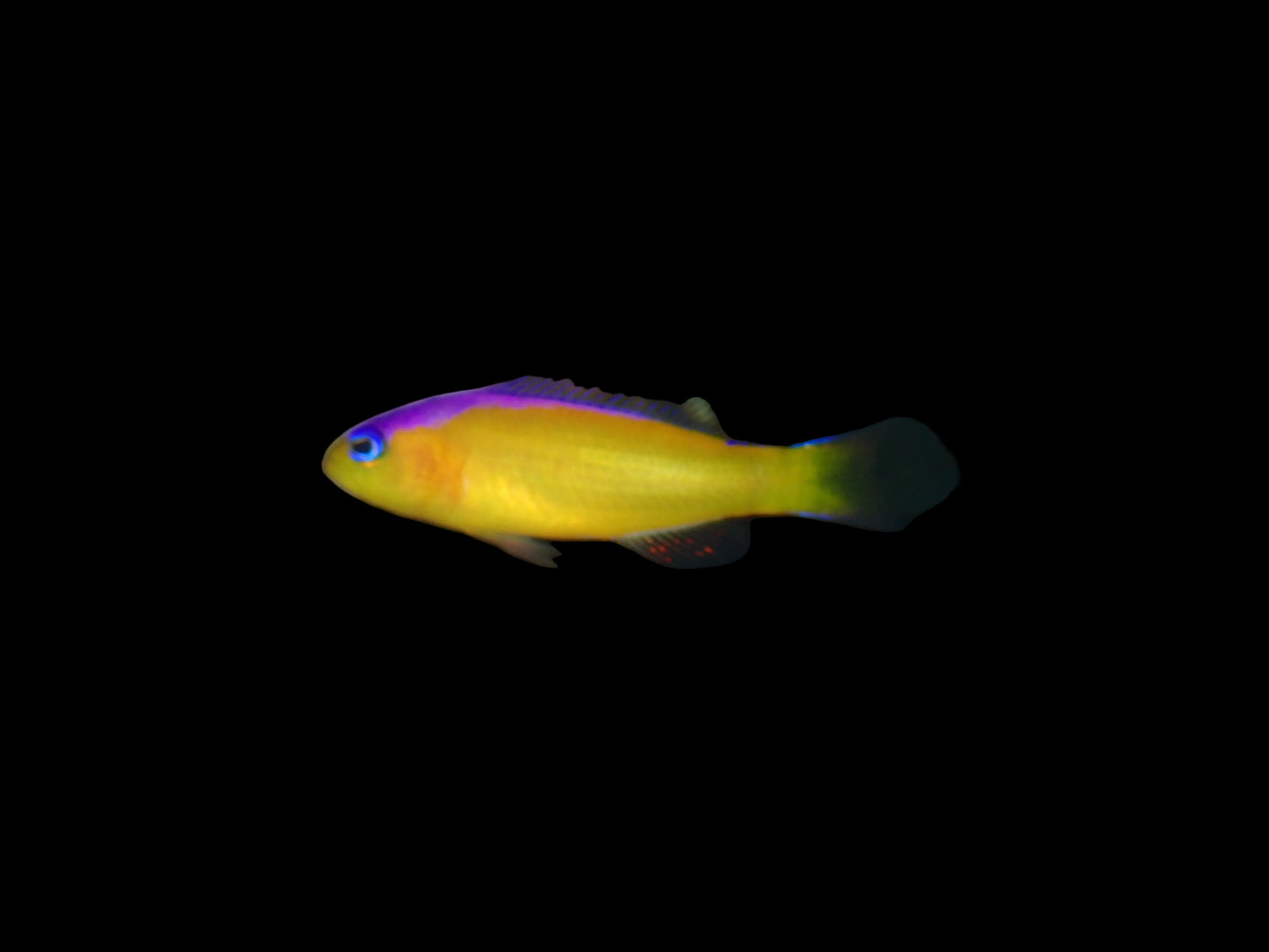 Dotty: Skunk Diadema-Pseudochromis diadema Tank rasied