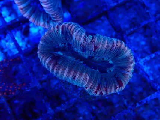 Trachyphyllia Mint SM