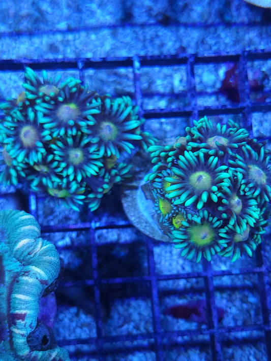 Gonipora Frag
