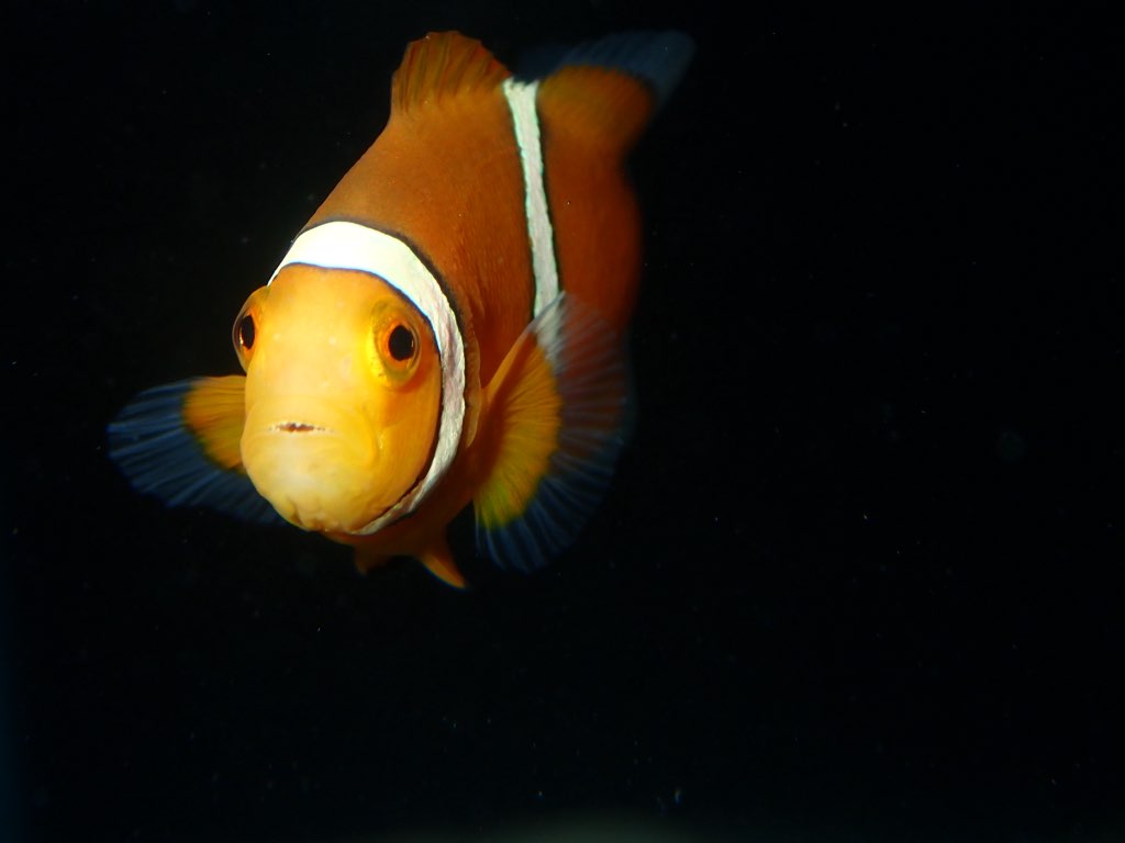TR: Percula Clownfish