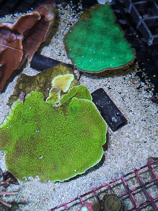 Asst. Small SPS Frags Assorted Monti Cap $10 (SKU 1010)
