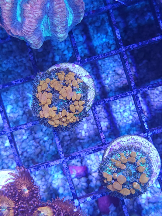 Sunkist Mushroom