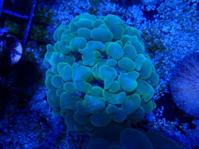 Bubble Coral Indo Green-6978