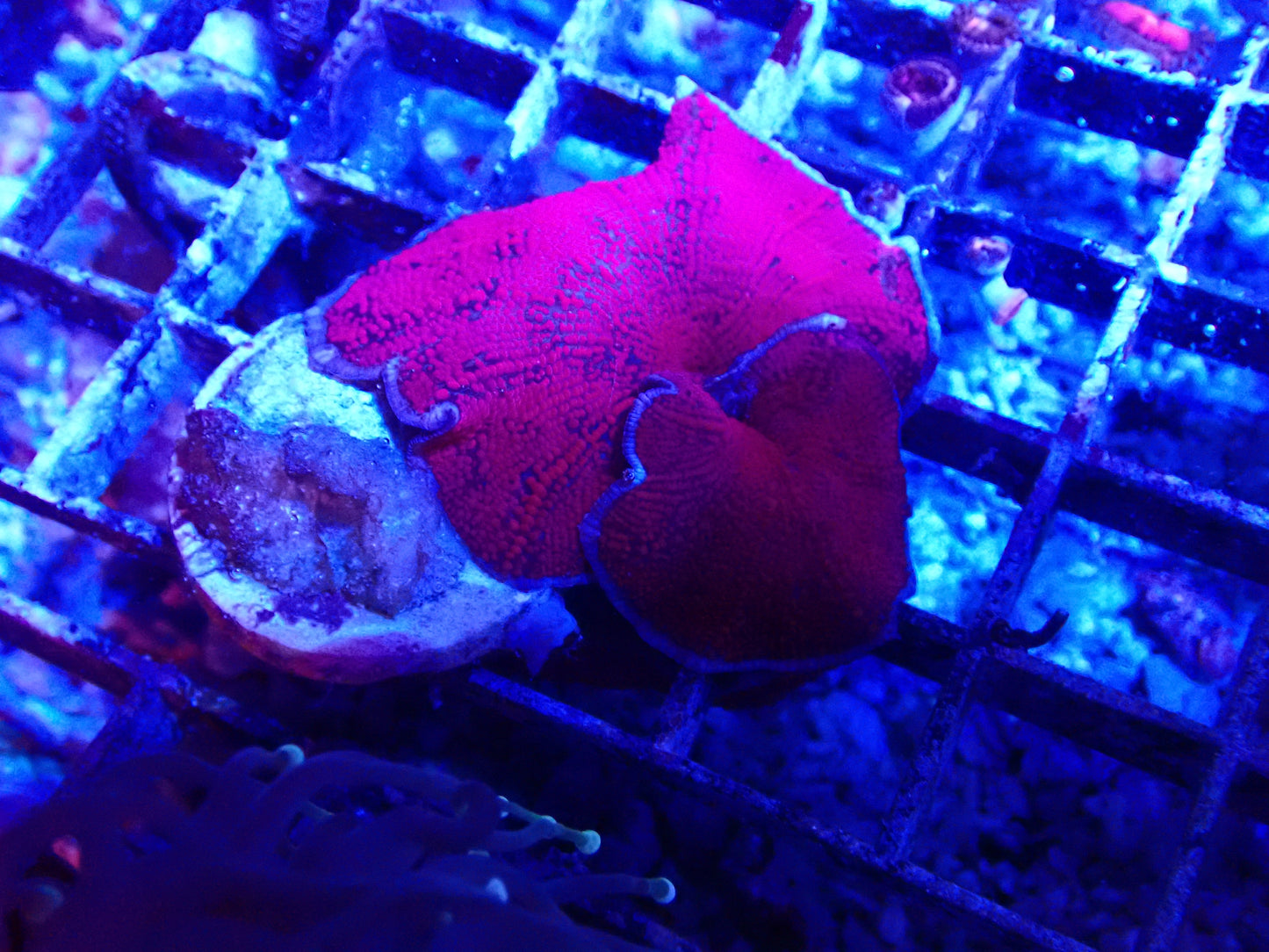 Rare Discosoma Mushroom Pink White Ring Large
