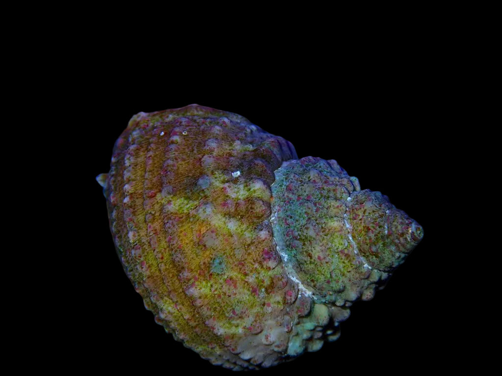 Tropical Turbo Snail-Turbo bruneus