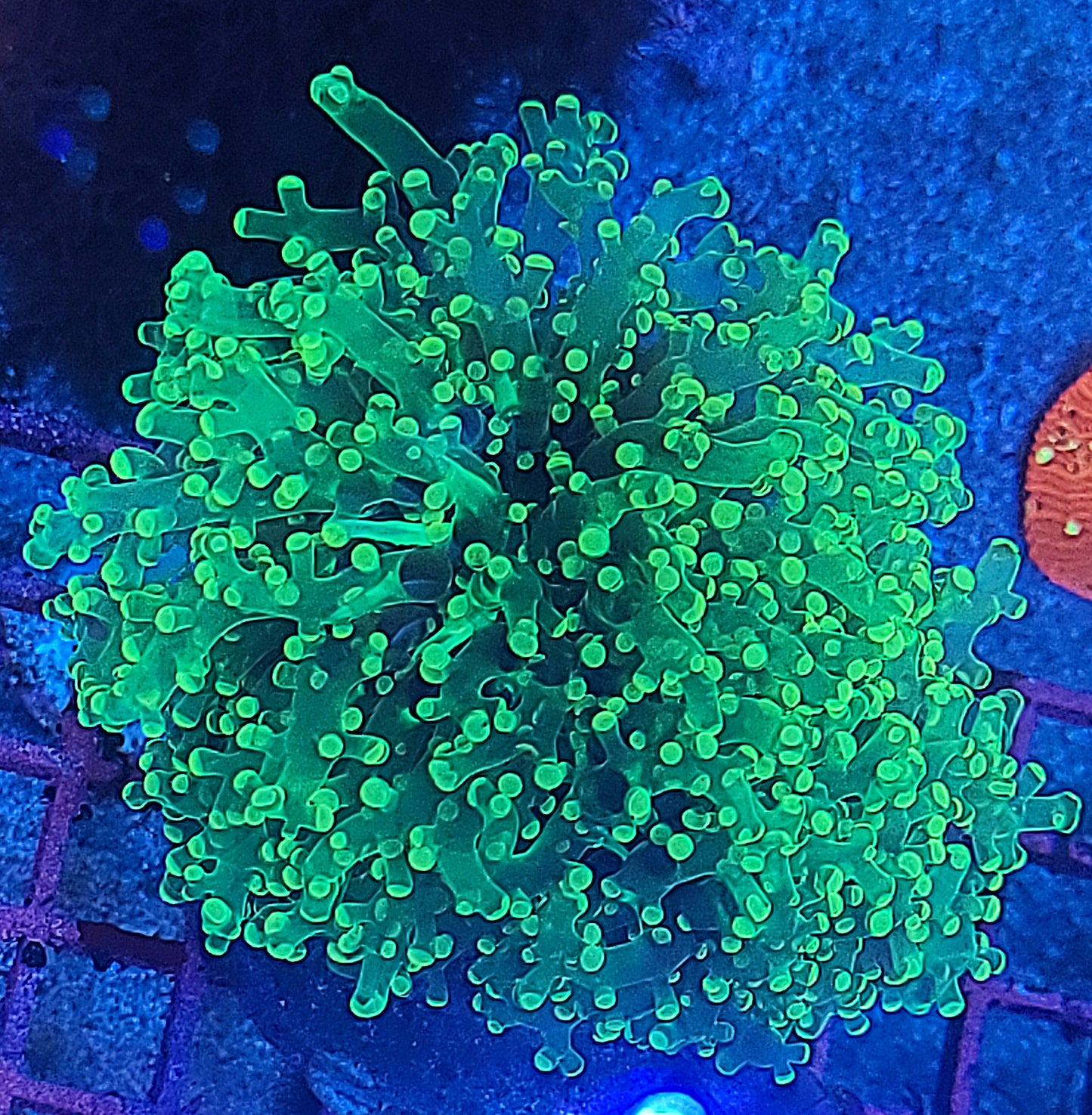 Indo Cultured Ultra Unique Yellow Octo Frogspawn Colony