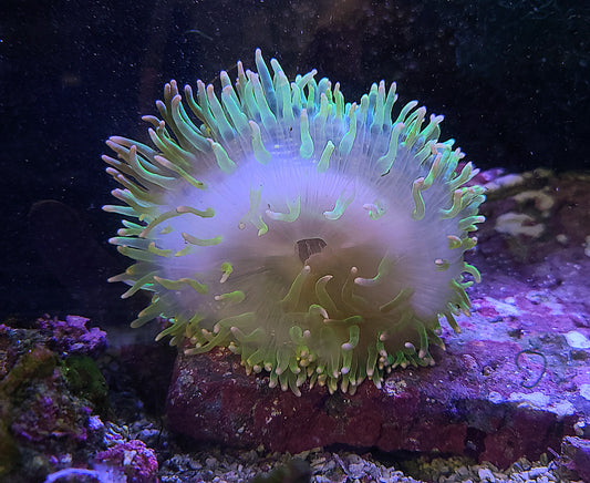Anemone Long Tentacle MD Macr. doreensis (773745)