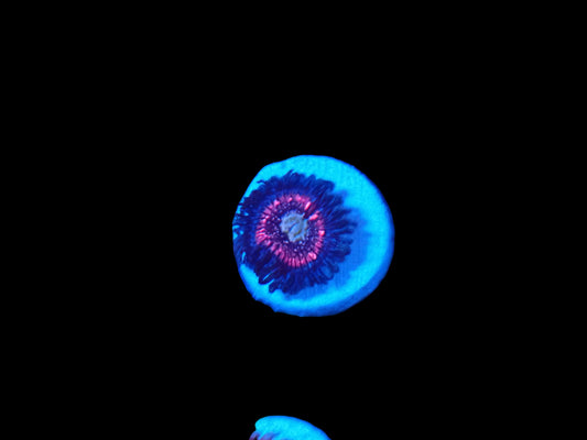TSA helter skelter zoanthid