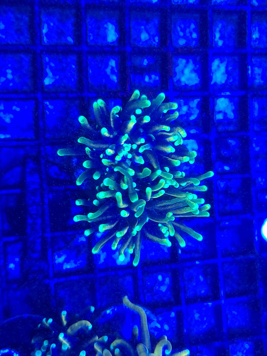 Dragon Soul Torch Single Polyp 9803