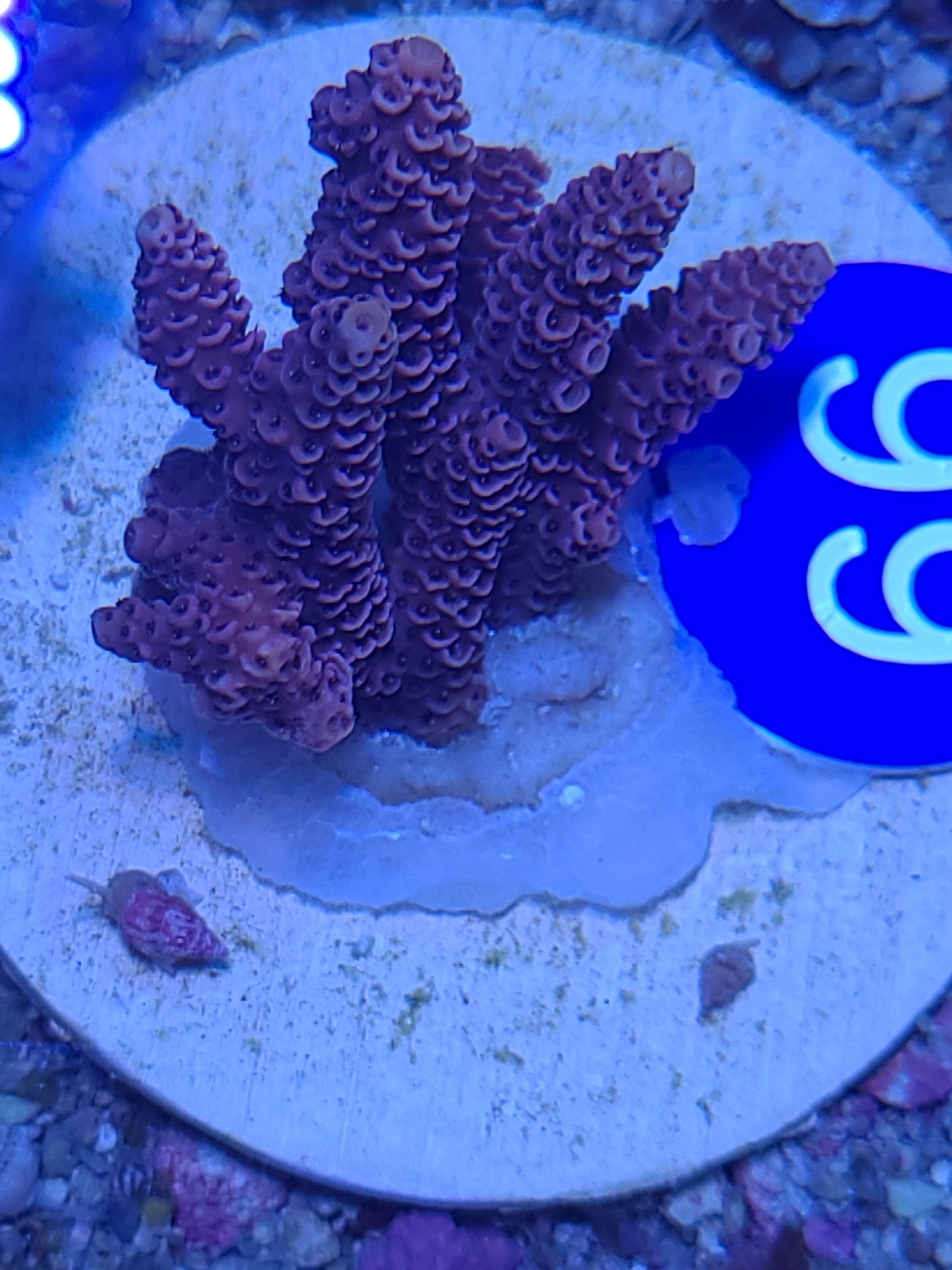 Red Milli on tile