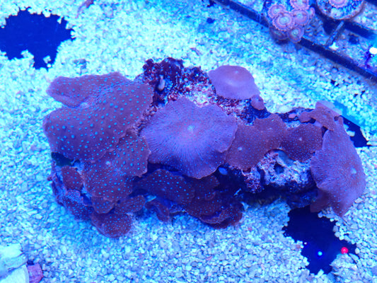 Red&blue discosoma colony