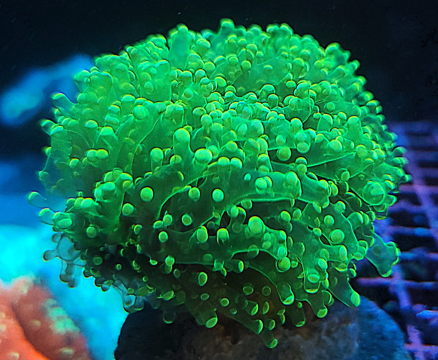 Indo Cultured Ultra Unique Yellow Octo Frogspawn Colony