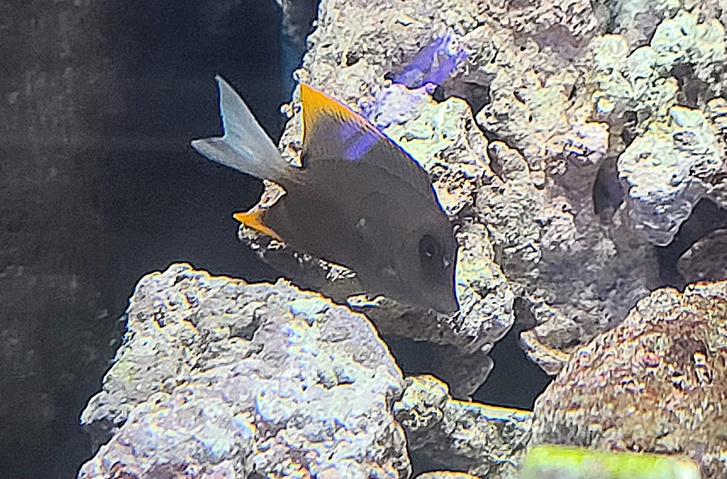 Flame Fin (Tomini) Tang - Ctenochaetus tominiensis