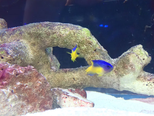 Damsel Yellow Belly Pomacentrus caeruleus