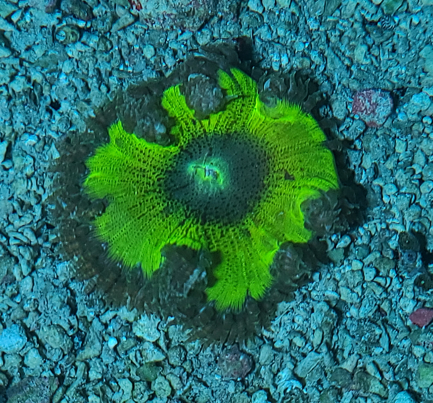 Anemone Rock Flower Ultra Phymanthus Crucifer