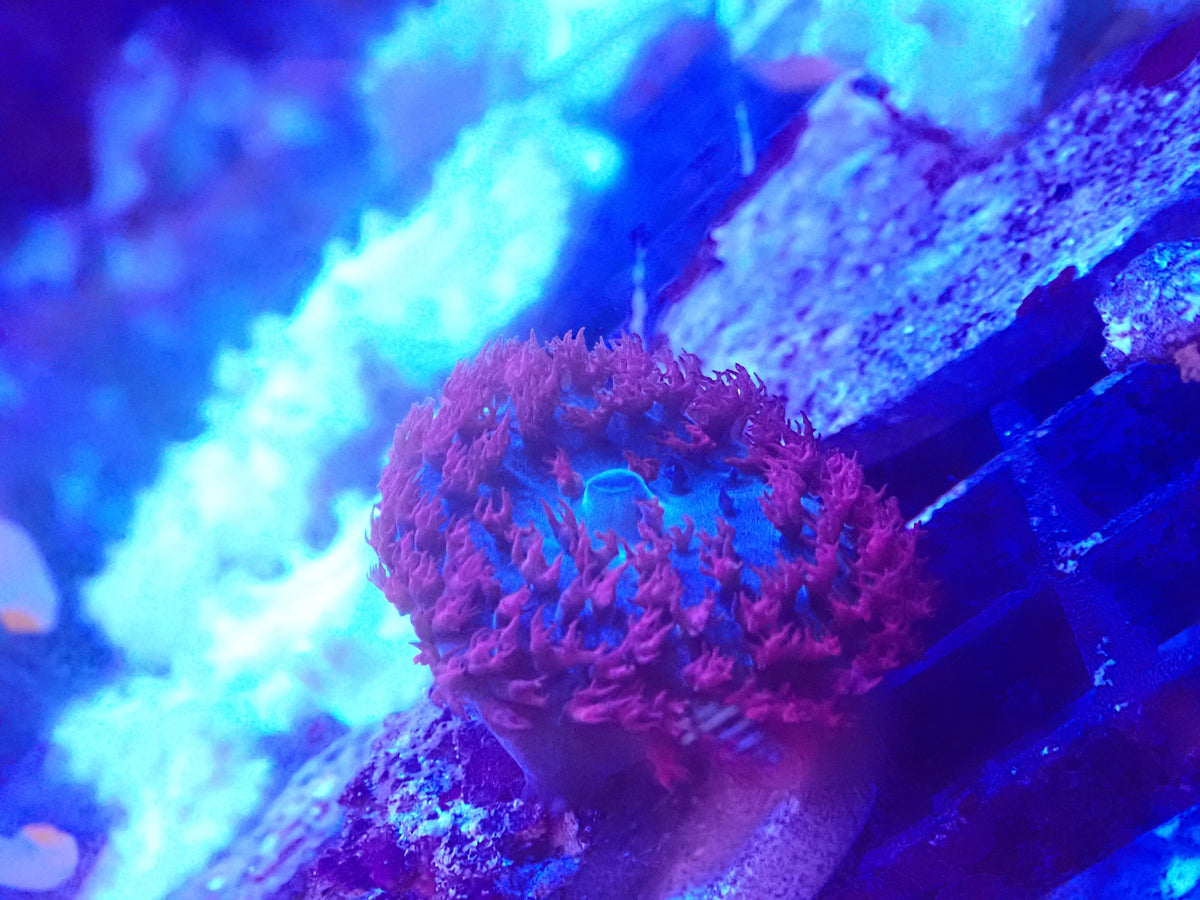 Mushroom St. Thomas Red