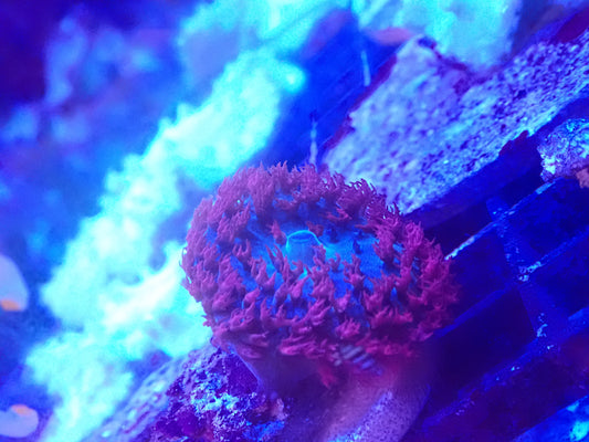 Mushroom St. Thomas Red