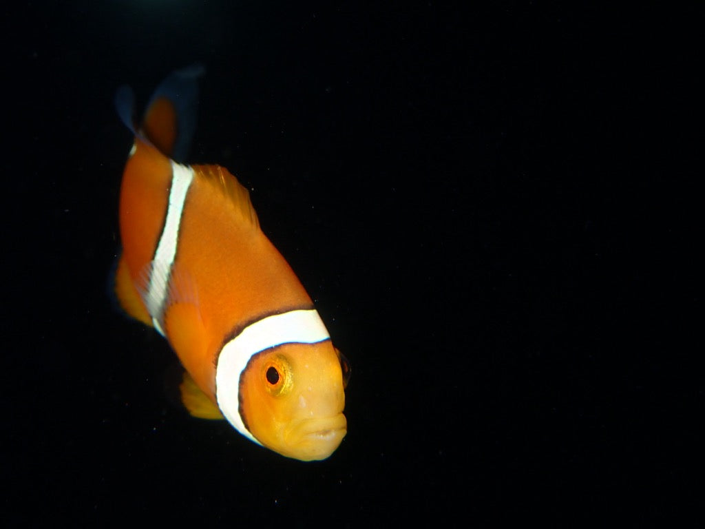 TR: Percula Clownfish
