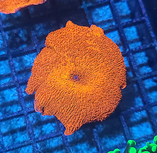LG Ultra Red Discosoma Mushrooms 874582