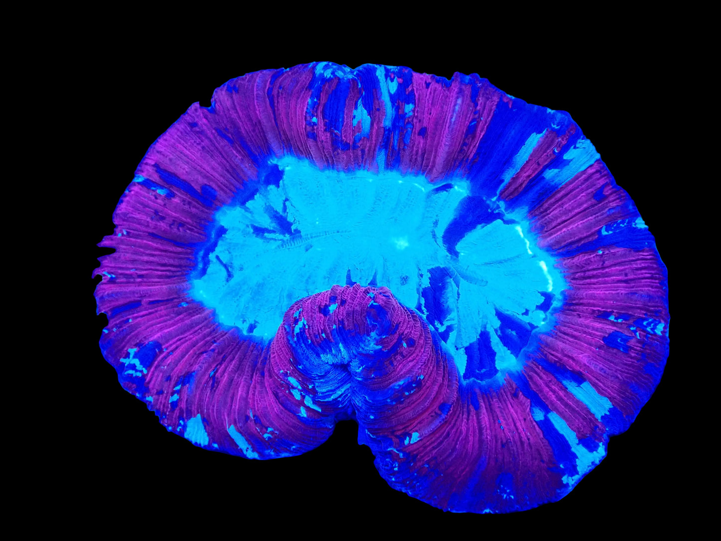 Trachyphillia geoffroyi