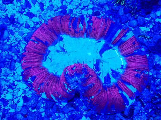 Trachyphillia geoffroyi