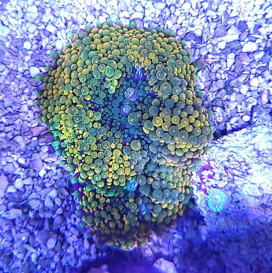Assorted Ricordia Floridea Per polyp