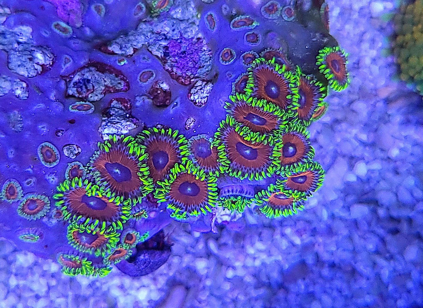 Zoanthid Chunk On Round Plate