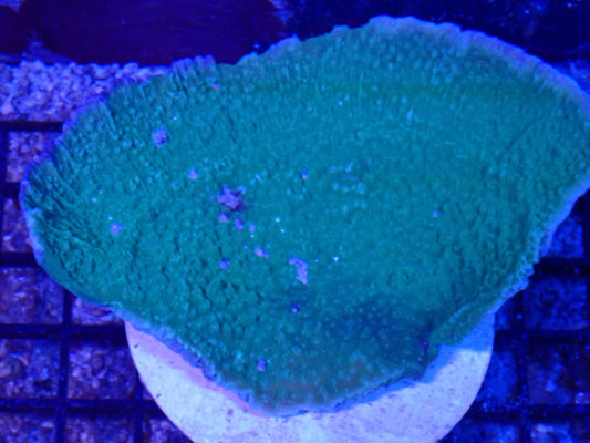 Xl M. Capricornis leaf