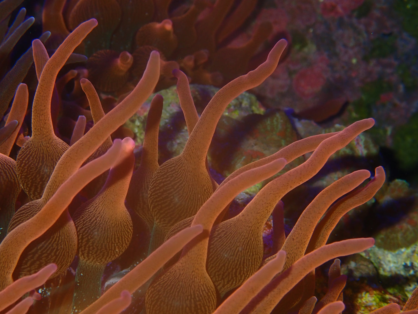 Bubble Anemone Small (SKU 696969)