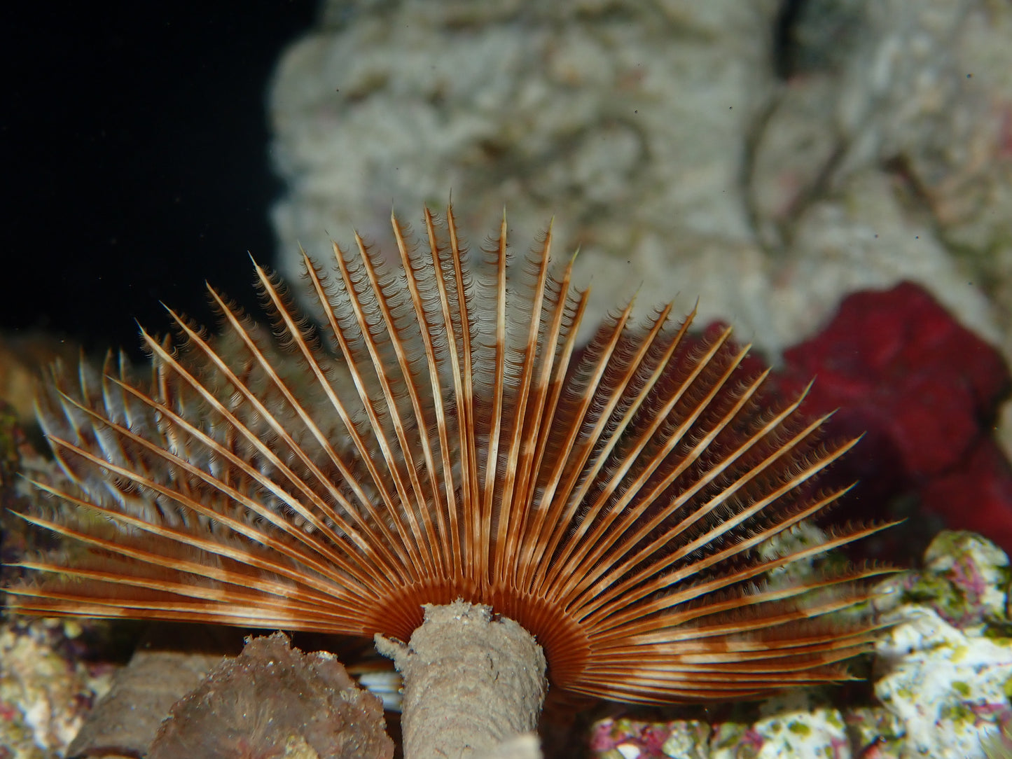 Feather Duster - Sabellastarte sp.