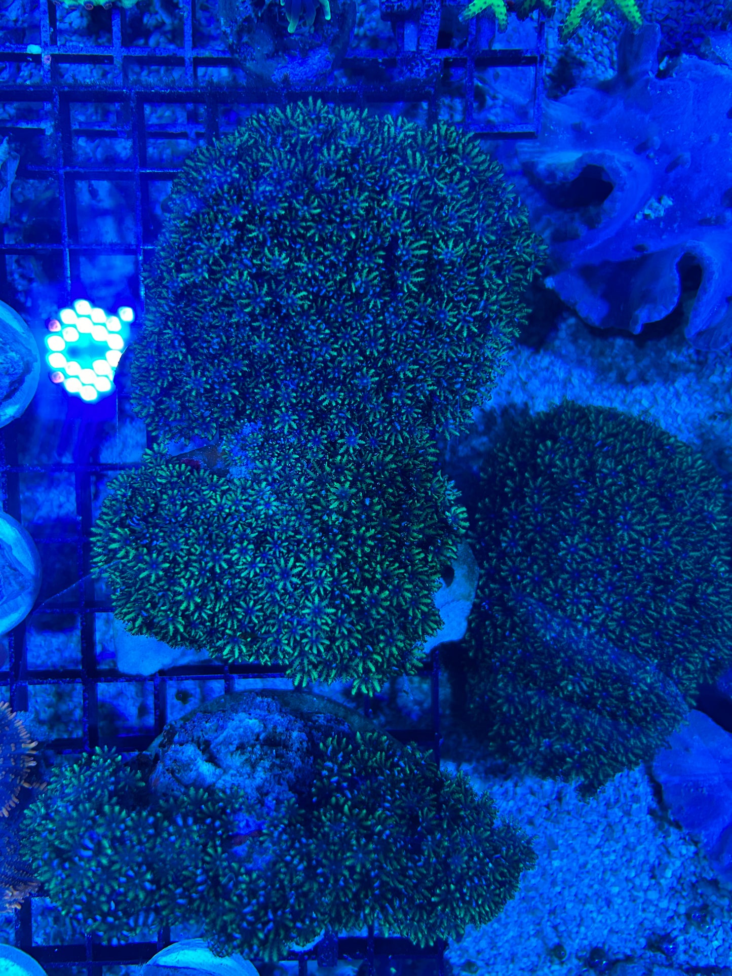Blue Sympodium