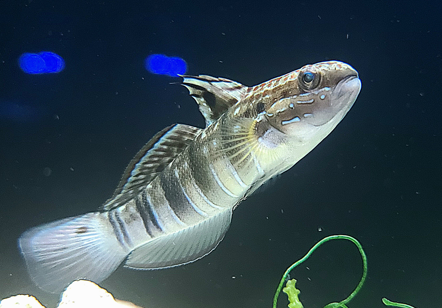 Bullet Goby Amblygobius phalaena (SKU 77760)