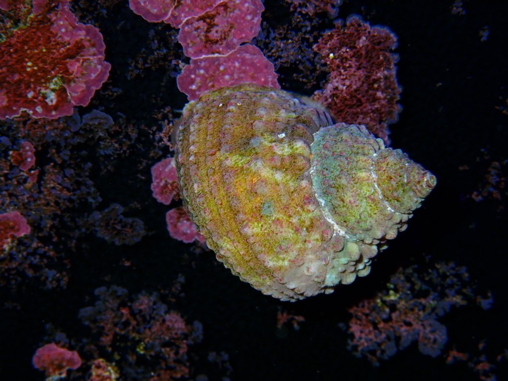 Tropical Turbo Snail-Turbo bruneus