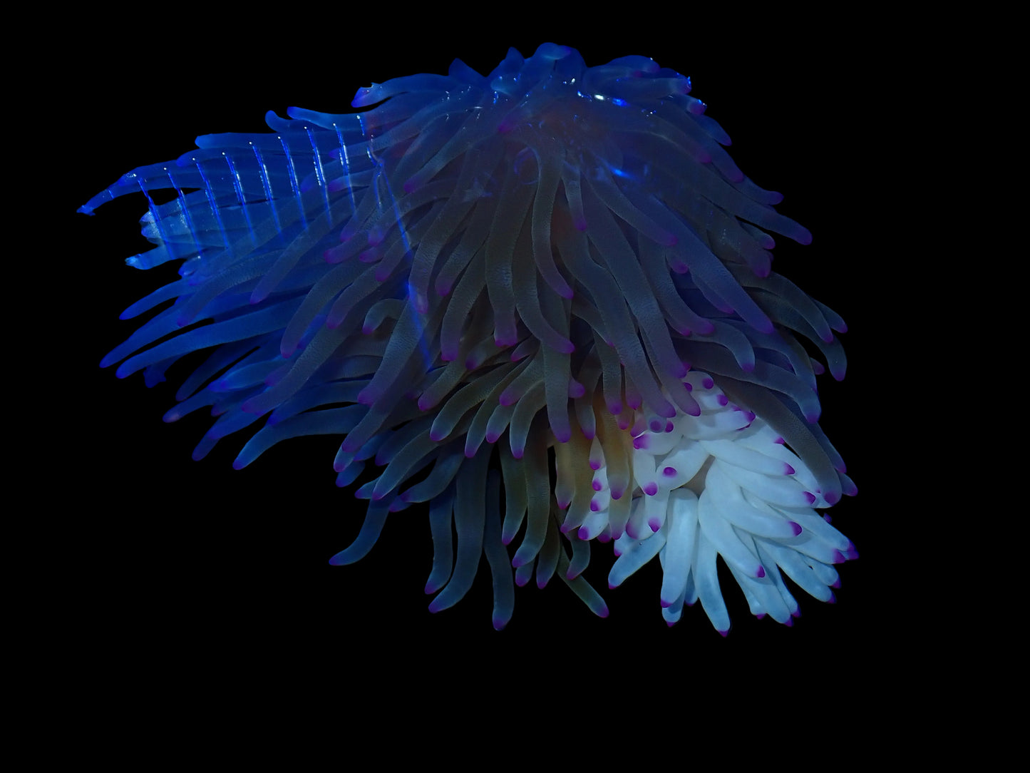 Anemone Condy Haiti Pink Tips