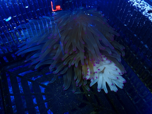 Anemone Condy Haiti Pink Tips
