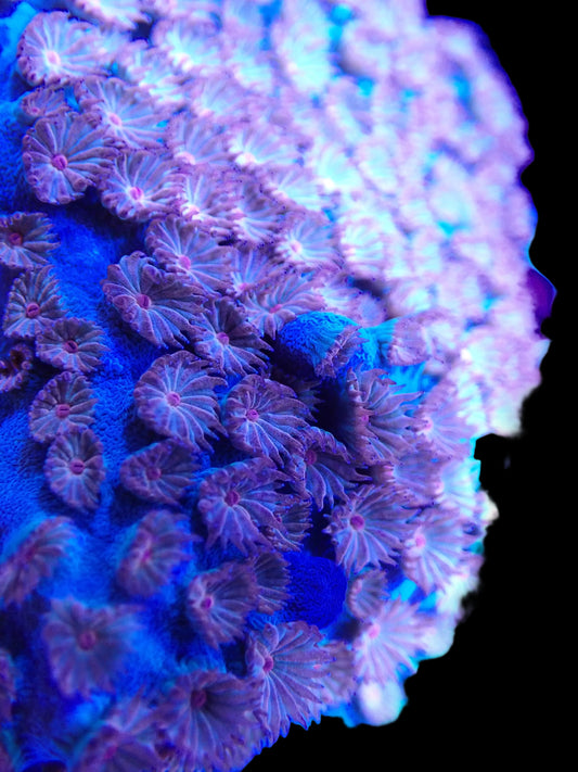 Meteor Shower Cyphastrea #030 020 089