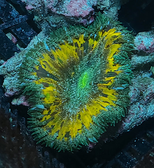 Anemone Rock Flower Ultra Phymanthus Crucifer