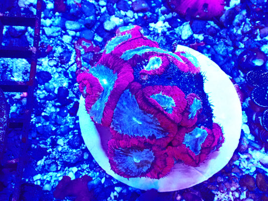 Blastomussa wellsi Bicolor Lg (Indo)