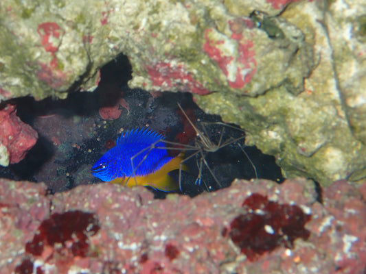 Arrow crab