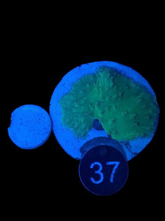 Ultra Green Cabbage Coral on plate