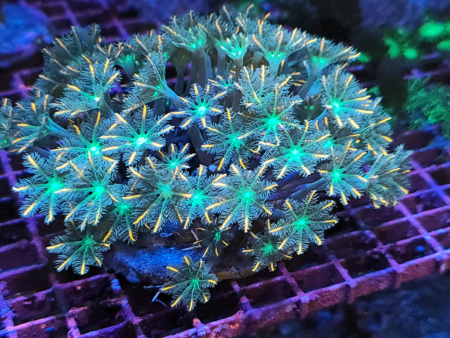 Indo Cultured Ultra Pink Tip Clove Polyp Frags