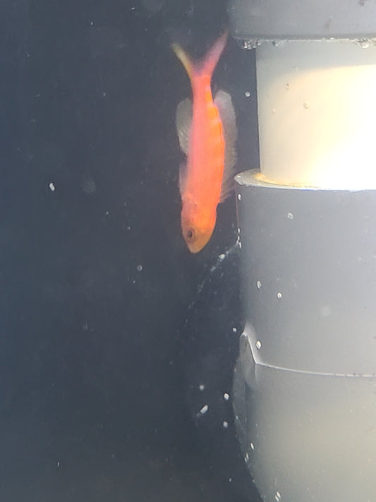 Flavoguttatus Anthias - Pseudanthias flavoguttatus